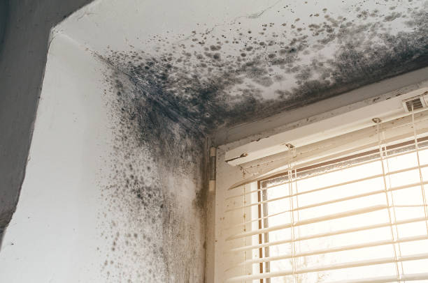 Affordable Mold Remediation solutions in Kittitas, WA